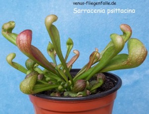 Psittacina thumb Sarracenia psittacina hybrid von OBI Reinickendorf