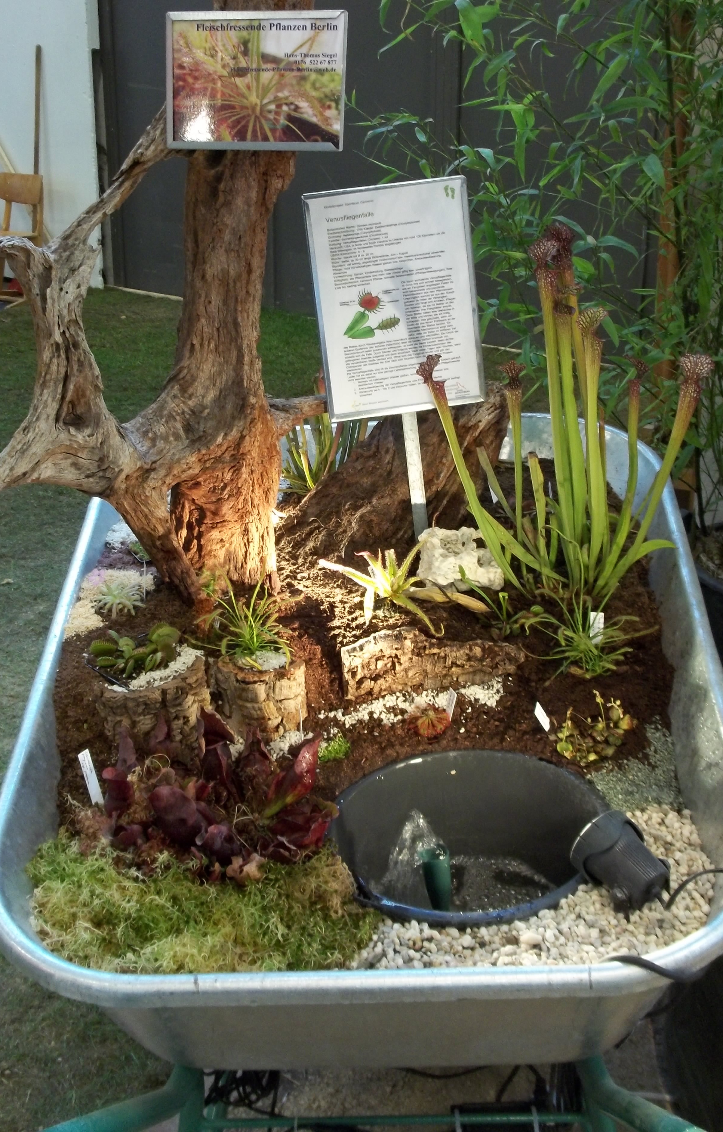 Botanischer Garten Berlin Fleischfressende Pflanzen staudenmarkt mit fleischfressenden pflanzen im botanischen Botanischer Garten Berlin Fleischfressende Pflanzen staudenmarkt mit fleischfressenden pflanzen im botanischen