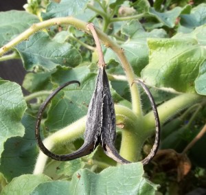 Teufelskralle Proboscidea lousianica faszinierende Teufelskralle